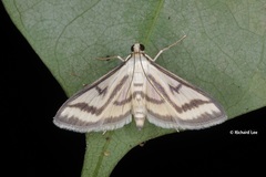 Perisyntrocha anialis