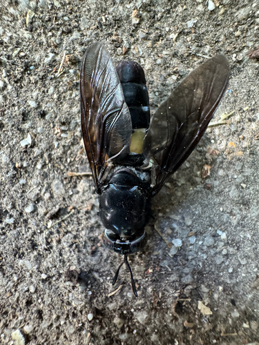 Unknown species found near S Colorado Ave, Boise, ID, US