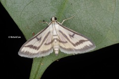 Perisyntrocha anialis