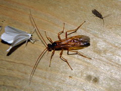 Opheltes glaucopterus barberi