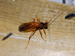 Opheltes glaucopterus barberi