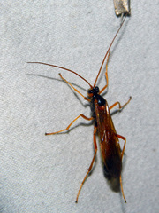 Opheltes glaucopterus barberi