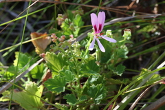 Pelargonium greytonense