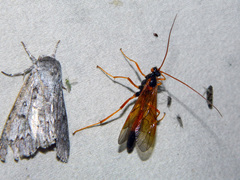 Opheltes glaucopterus barberi