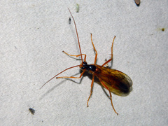Opheltes glaucopterus barberi