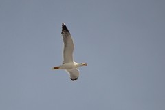 Larus fuscus barabensis