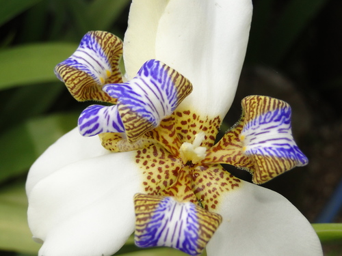 Trimezia northiana