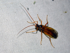 Opheltes glaucopterus barberi