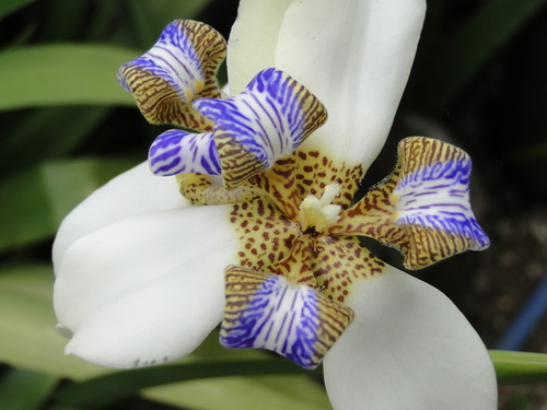 Trimezia northiana