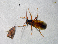 Opheltes glaucopterus barberi