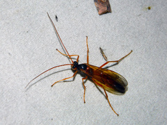 Opheltes glaucopterus barberi