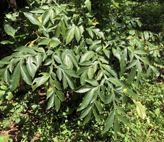 Amorphophallus sylvaticus