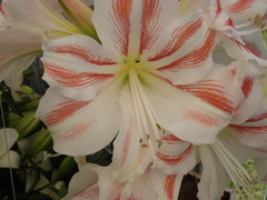 Hippeastrum hybridum