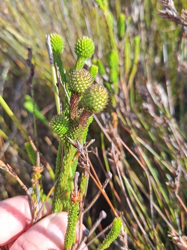 Berzelia ecklonii (Berzelia ecklonii)