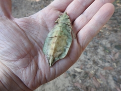 Cryptophyllium westwoodii