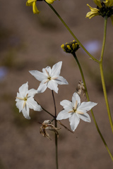 Leucocoryne appendiculata