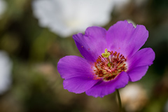 Cistanthe grandiflora