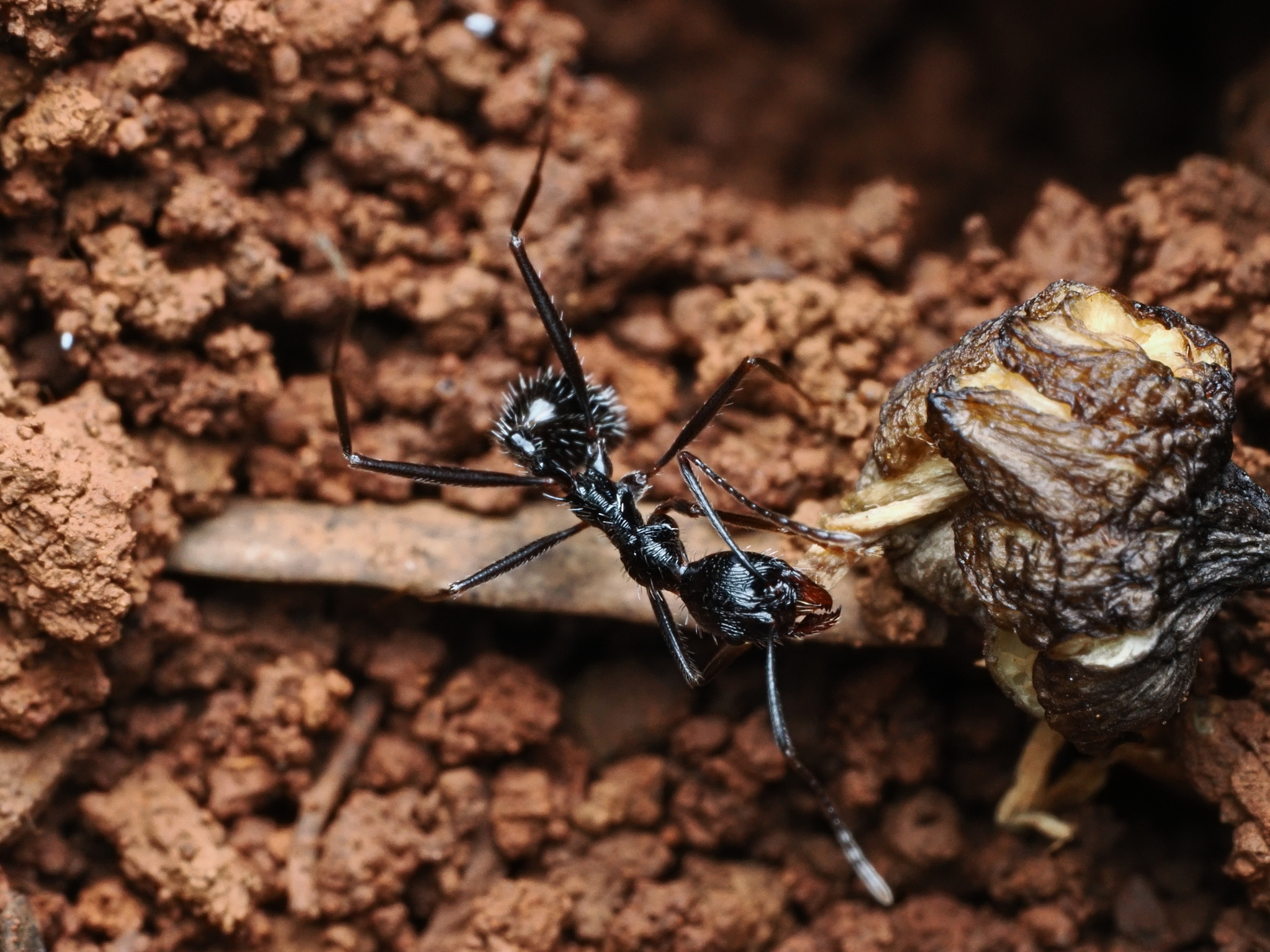 Aphaenogaster transversa