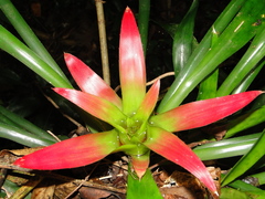 Nidularium scheremetiewii