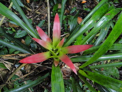 Nidularium scheremetiewii