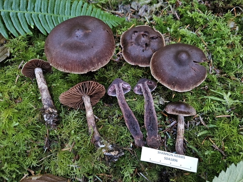 Cortinarius brunneus, 2025-10-05