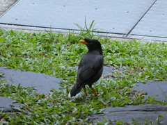 Acridotheres javanicus