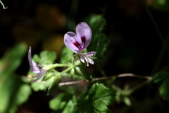Pelargonium greytonense