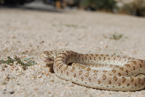 Western Glossy Snake
