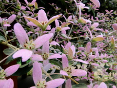 Congea tomentosa