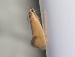 Delexocha ochrocausta