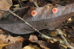 Phrurolithidae