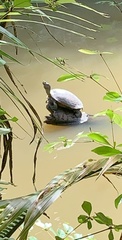Trachemys stejnegeri