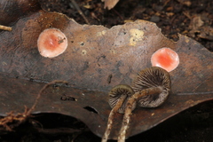 Phrurolithidae