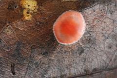 Phrurolithidae