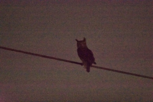 Great Horned Owl photographed in Oklahoma