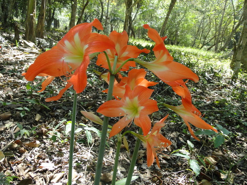 Image of Hippeastrum striatum by (c) Diogo Luiz, some rights reserved (CC BY)