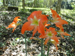 Hippeastrum striatum
