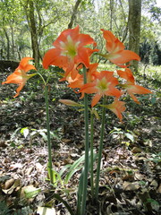 Hippeastrum striatum