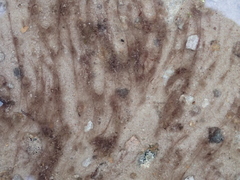 Zygogonium ericetorum