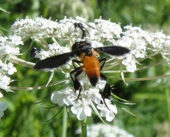Galactomyia