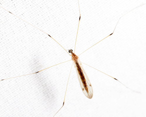 Unknown species found near Groton yard, MA, USA