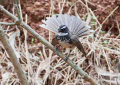 Rhipidura albogularis