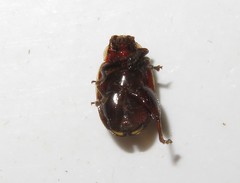 Alagoasa trifasciata