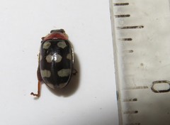 Alagoasa trifasciata