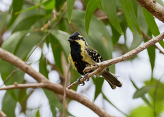 Machlolophus aplonotus