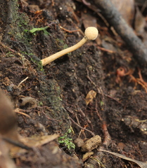 Paraisaria gracilioides