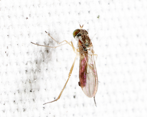 Unknown species found near Groton yard, MA, USA