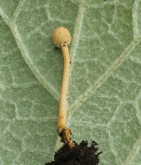 Paraisaria gracilioides