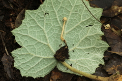 Paraisaria gracilioides
