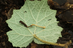 Paraisaria gracilioides